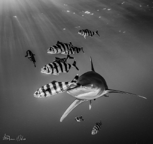 Fast Pass by Steven Miller 